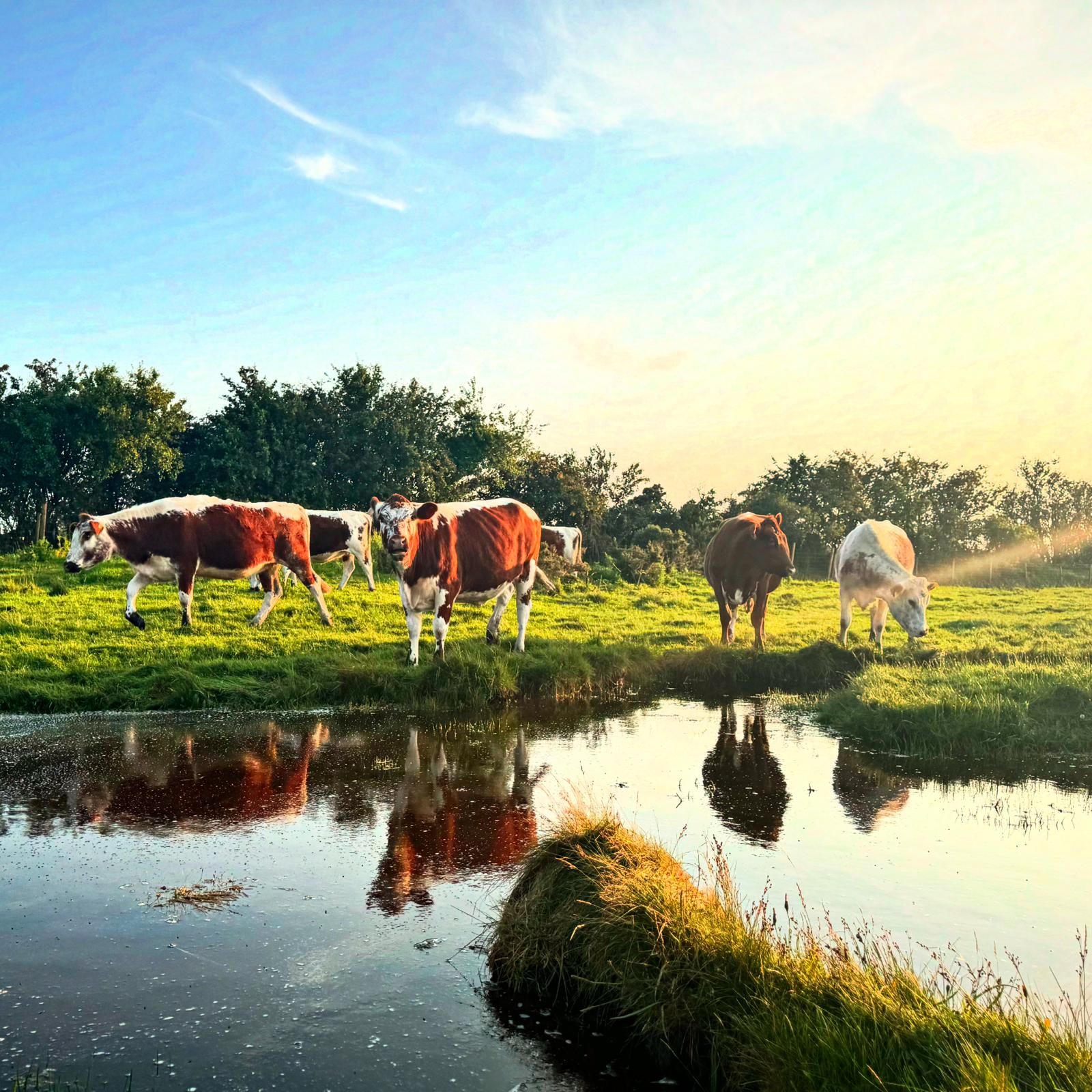 Fresh local produce from farms